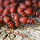 B & R Pest Control - Pest Control Equipment & Supplies