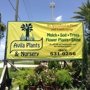Avila Plants & Nursery