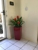 Sharyn's Greenery Design - Artificial Plants & Flowers