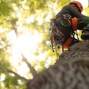 K & S Tree Care, Inc - Tree Service