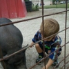 Green Meadows Petting Farm gallery