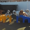 All American Pet Resorts North Brunswick gallery