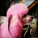 Kitty Kuts & Doggy Dos - Dog & Cat Grooming & Supplies