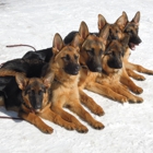 SIRIUS K9 ACADEMY