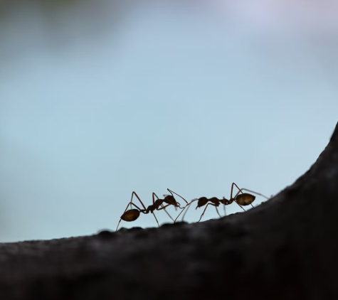 Fox Valley Environmental Pest Control - Elburn, IL