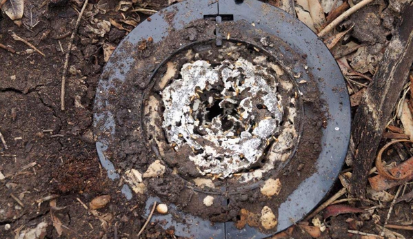 Total Pest Services - Dalby, QLD