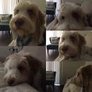Animal Ark Animal Hospital - Pet Services