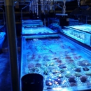 Fort Knox Coral - Aquariums & Aquarium Supplies