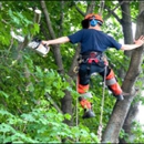 Forester Tree Service - Tree Service