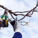 Arias Pro-Tree Services - Tree Service