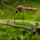 Downes Pest & Wildlife - Pest Control Equipment & Supplies