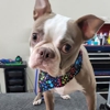 Paws Required gallery