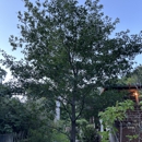 Sunol Tree Pruning - Tree Service