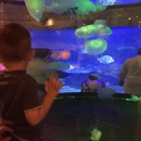 Shark Reef Aquarium at Mandalay Bay - Public Aquariums