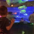 Shark Reef Aquarium at Mandalay Bay