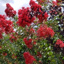 Advanced Nursery Growers - Nursery-Wholesale & Growers