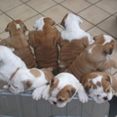 Best Pets - Pet Stores
