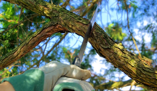 Tree Service San Clemente - San Clemente, CA