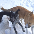 Kindred Spirit Pet Care - Pet Boarding & Kennels