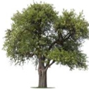 Lehmen's Tree Service - Tree Service