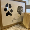 Ascending Pets gallery