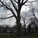 Tree Rangers 911 - Tree Service