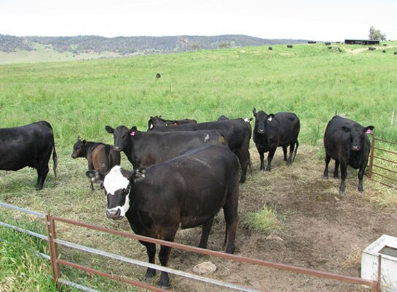 Monaro Livestock & Property Pty Ltd