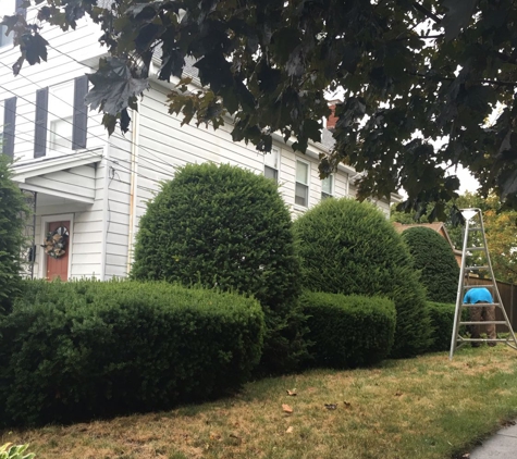 AA Tree & Shrub Service - Lynn, MA