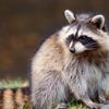 Animal & Wildlife Control Specialists gallery