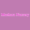 Maehara Nursery - Nursery-Wholesale & Growers