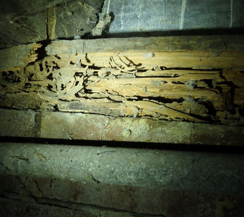 Inspect Wollongong. Termite Damage
