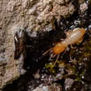 Attack Termite & Pest Control - Pest Control Equipment & Supplies