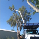 Trickinnex Tree Trimming & Falling, LLC - Stump Removal & Grinding