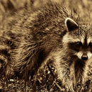 Nuisance Wildlife Removal, Inc. - Bee Control & Removal Service