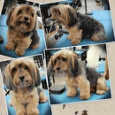 Spa2Go Pet Grooming - Pet Services