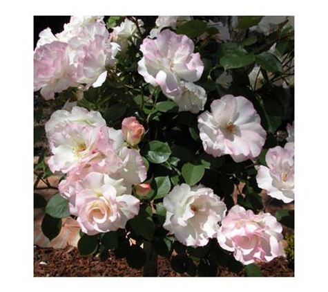 Drumminor Gardens - Ridgehaven, SA