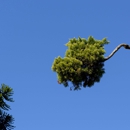 L Family Tree Care - Tree Service