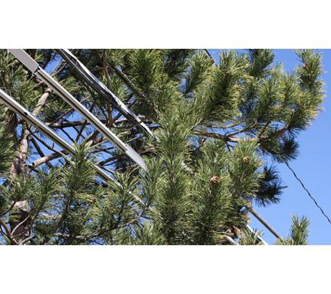 ACT Tree Felling