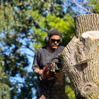 Tosa Tree Care