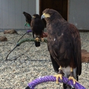 West Coast Falconry - Tourist Information & Attractions