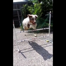 AgilityAndTricks - Dog Training