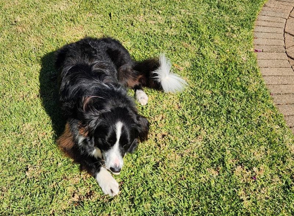 Paws & Claws Trim Salon - Sturt, SA. Look how shiny and clean I am !