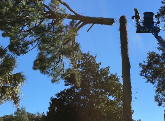 Daytona Tree Service - Port Orange, FL