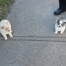 DogBoarding@Benjamin's - Dog Day Care