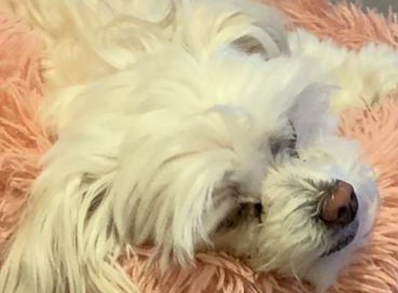 J Jenkins Dog Bathing & Grooming - St Leonards, TAS