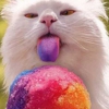 Pet Groomalicious gallery