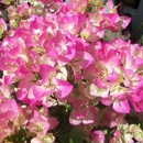 Anderson's La Costa Nursery - Nurseries-Plants & Trees