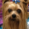 Shannon's Yorkies gallery