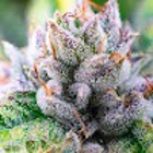 Hash House By Dablogic