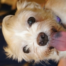 Animal Hospital Of Regency Park - Veterinarians